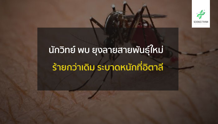 ยุงลาย สายพันธุ์ใหม่