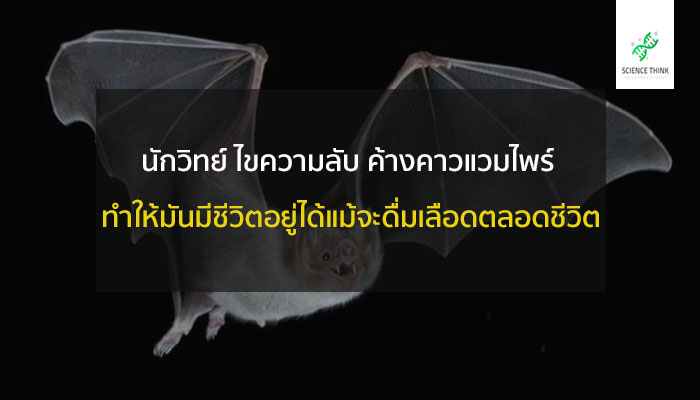 ค้างคาวแวมไพร์ ไขความลับ