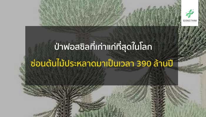 ป่าฟอสซิล เก่าแก่