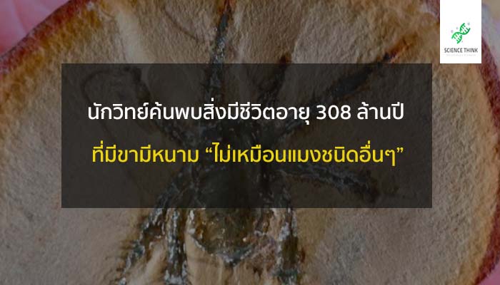 สิ่งมีชีวิต โบราณกว่า 308 ล้านปี