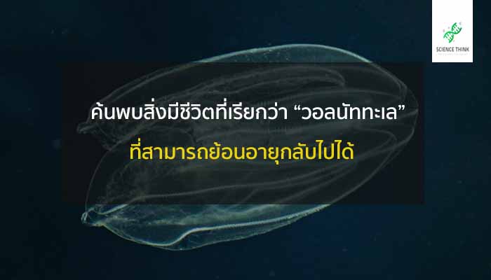 วอลนัททะเล ย้อนวัย